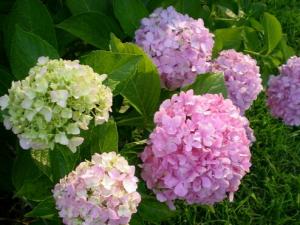 家里有孕婦能養(yǎng)繡球花嗎？繡球花有毒嗎？
