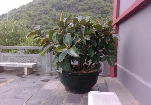 家里有寶寶能養(yǎng)橡皮樹嗎?橡皮樹有毒嗎?