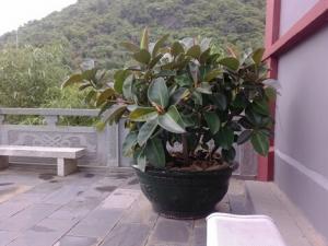 家里有寶寶能養(yǎng)橡皮樹嗎？橡皮樹有毒嗎？