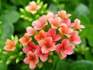 家里有寶寶能養(yǎng)長壽花嗎？長壽花的養(yǎng)殖方法