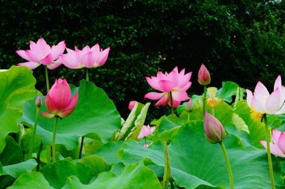 2018年荷花什么時候開?2018最佳賞荷花的地方和時間