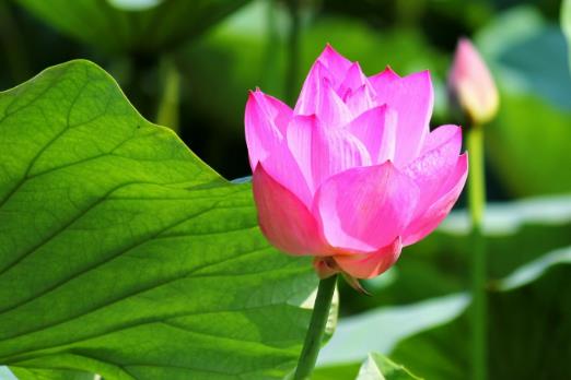 2018年荷花什么時候開?2018最佳賞荷花的地方和時間
