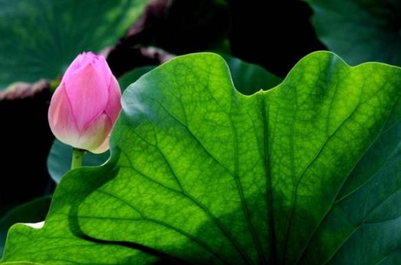 2018年荷花什么時候開?2018最佳賞荷花的地方和時間