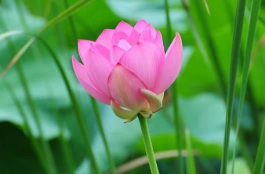2018年荷花什么時候開?2018最佳賞荷花的地方和時間