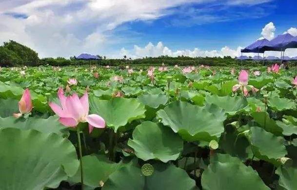 2018年荷花什么時候開?2018最佳賞荷花的地方和時間