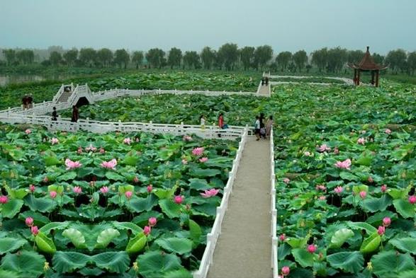 2018年金湖荷花節(jié)是什么時候舉辦?金湖荷花節(jié)簡介及由來