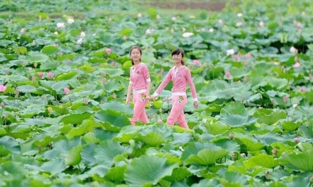 2018年金湖荷花節(jié)是什么時候舉辦?金湖荷花節(jié)簡介及由來
