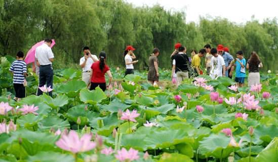 2018年金湖荷花節(jié)是什么時候舉辦?金湖荷花節(jié)簡介及由來