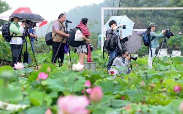 2018年金湖荷花節(jié)是什么時候舉辦?金湖荷花節(jié)簡介及由來