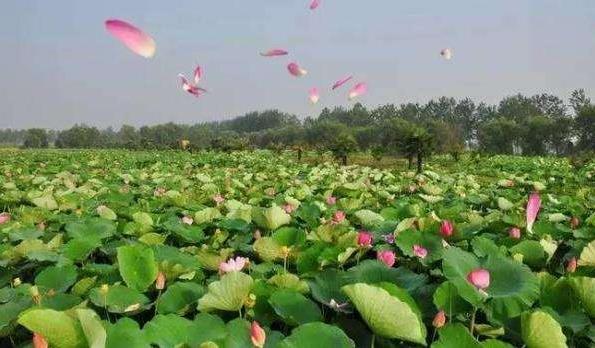 2018年金湖荷花節(jié)是什么時候舉辦?金湖荷花節(jié)簡介及由來