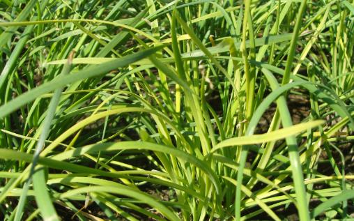 韭菜種植時間是什么時候?韭菜最佳種植時間