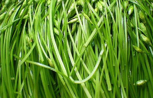 韭菜種植時間是什么時候?韭菜最佳種植時間