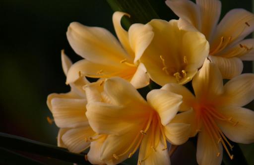 君子蘭開(kāi)花時(shí)間 君子蘭什么時(shí)候開(kāi)花