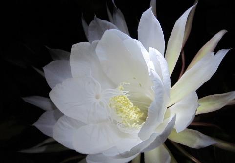 曇花什么時候開花?曇花開花季節(jié)