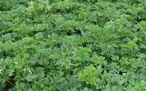白芷種植時(shí)間是什么時(shí)候?白芷最佳種植時(shí)間