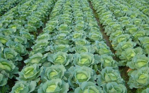 甘藍(lán)種植時(shí)間是什么時(shí)候?甘藍(lán)最佳種植時(shí)間