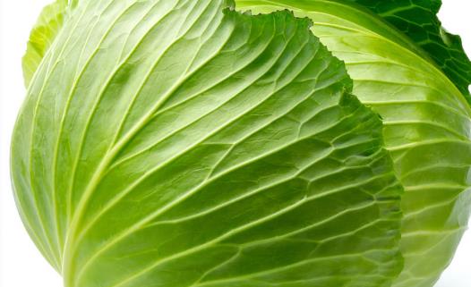 甘藍(lán)種植時(shí)間是什么時(shí)候?甘藍(lán)最佳種植時(shí)間