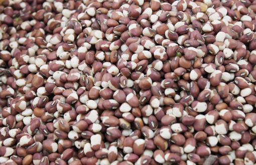 豇豆種植時間是什么時候?豇豆最佳種植時間