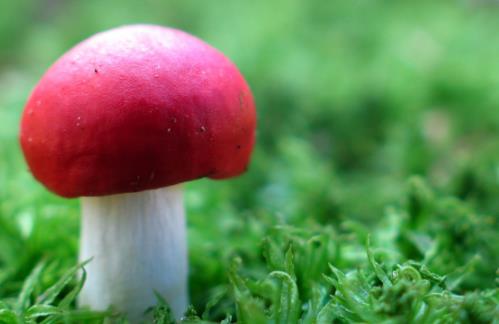 蘑菇的覆土?xí)r間 蘑菇什么時(shí)間覆土