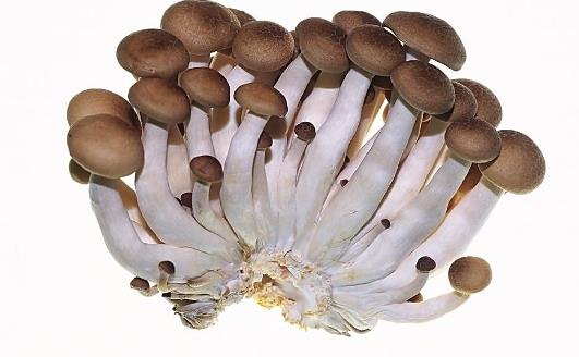 香菇采摘時(shí)間是什么時(shí)候?香菇最佳采摘時(shí)間