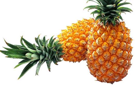 菠蘿是什么季節(jié)成熟的?菠蘿成熟季節(jié)