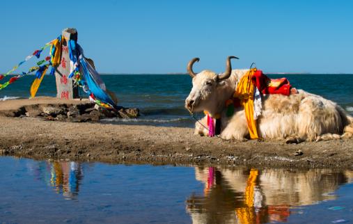 青海湖最佳旅游時(shí)間 什么季節(jié)適合去青海湖旅游?