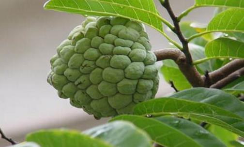釋迦果什么季節(jié)成熟 釋迦果吃了有什么好處