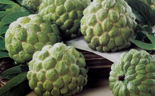 釋迦果什么季節(jié)成熟 釋迦果吃了有什么好處