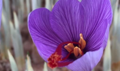 藏紅花什么時(shí)候吃最好 藏紅花適合什么季節(jié)喝
