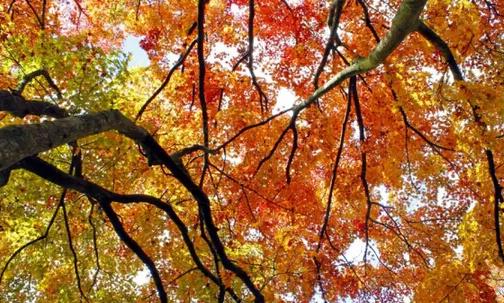 廬山紅葉什么時候紅 廬山紅葉最佳觀賞時間