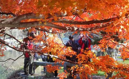 廬山紅葉什么時候紅 廬山紅葉最佳觀賞時間