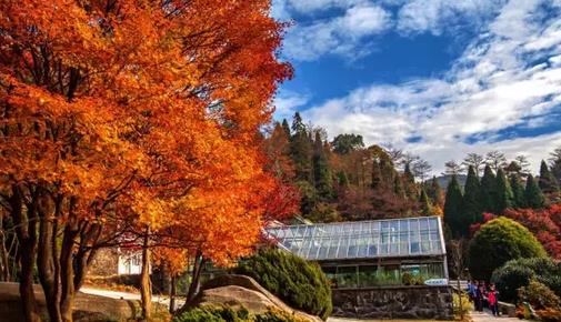 廬山紅葉什么時候紅 廬山紅葉最佳觀賞時間