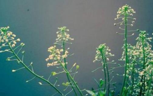 薺菜什么時(shí)候開花 薺菜花什么時(shí)候可以采摘