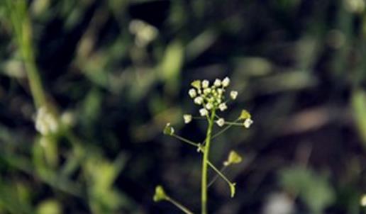薺菜什么時(shí)候開花 薺菜花什么時(shí)候可以采摘