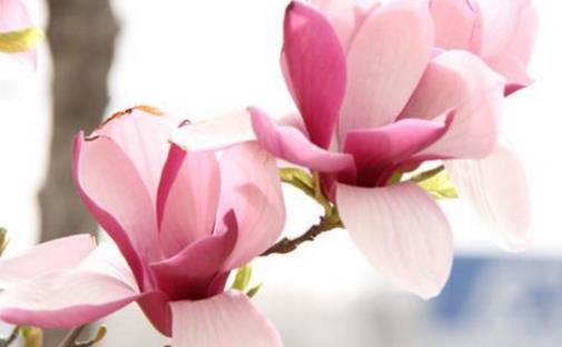 玉蘭花一般什么時(shí)候開 玉蘭花的花期是多久