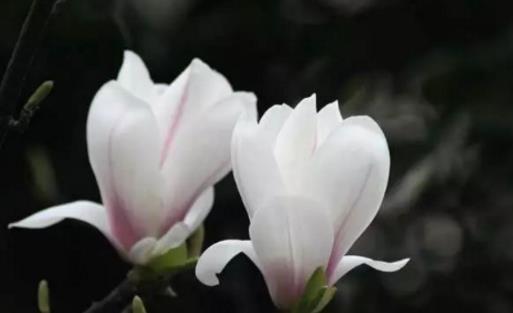 玉蘭花一般什么時(shí)候開 玉蘭花的花期是多久
