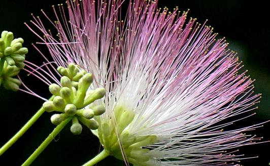 合歡花什么季節(jié)開花 合歡花開花季節(jié)