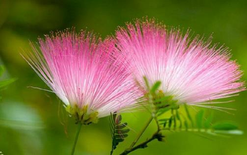 合歡花什么季節(jié)開花 合歡花開花季節(jié)