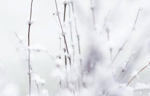 大雪節(jié)氣適合釣什么魚(yú) 大雪釣魚(yú)用什么餌料好