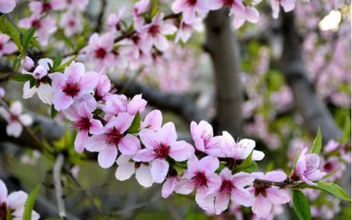 2018無錫蠡園桃花什么時(shí)候開 無錫蠡園桃花開花季節(jié)