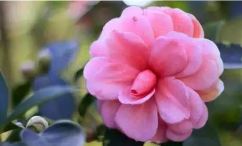 2018無錫惠山古鎮(zhèn)新春花卉展什么時候開始 2018無錫賞花時間表