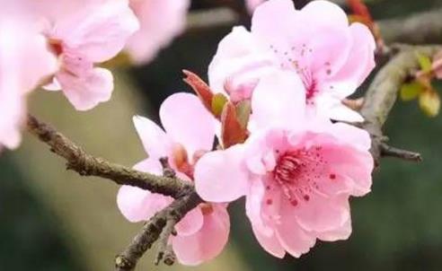 2018無錫惠山古鎮(zhèn)新春花卉展什么時候開始 2018無錫賞花時間表