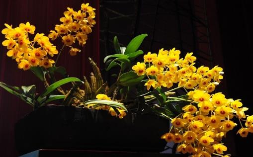 石斛花什么時(shí)候采摘 石斛花采摘時(shí)間