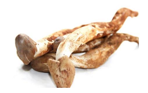 夏至菇什么時(shí)候有 夏至菇成熟季節(jié)