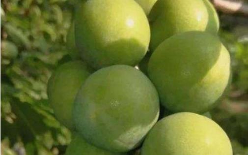 南華李什么時候成熟 南華李成熟季節(jié)