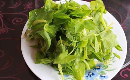 豌豆尖什么季節(jié)有 豌豆尖什么時(shí)候上市