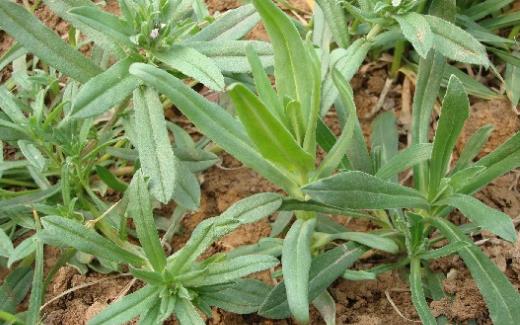 面條菜什么時候種植最好 面條菜最佳種植時間
