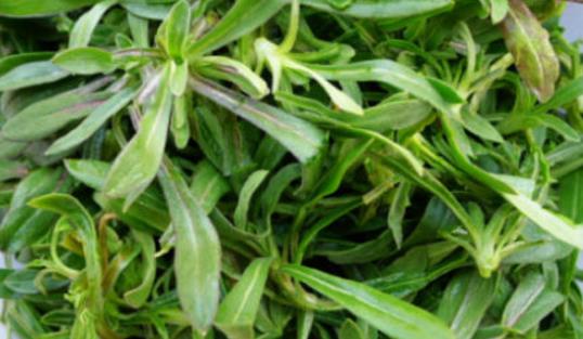 面條菜什么時候種植最好 面條菜最佳種植時間