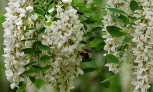 槐樹花什么時候開 槐樹花開花季節(jié)