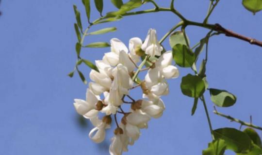 槐樹花什么時候開 槐樹花開花季節(jié)